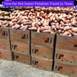 How Far Did Sweet Potatoes Travel to Texas
