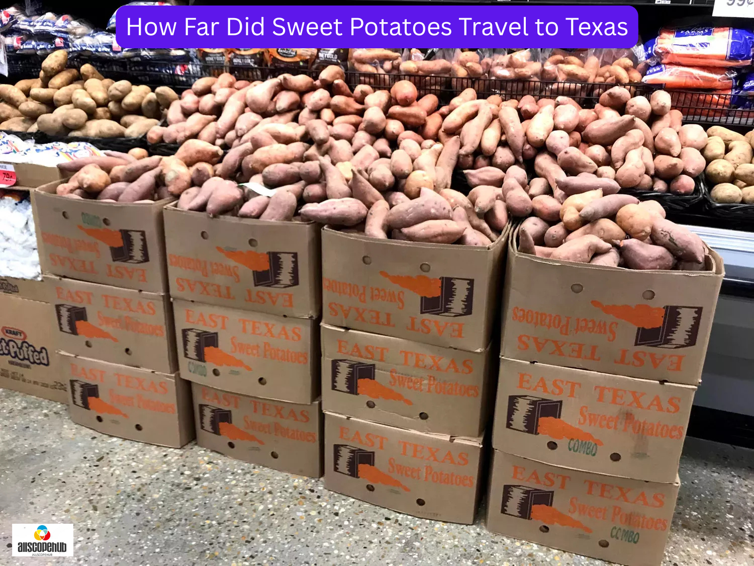 How Far Did Sweet Potatoes Travel to Texas