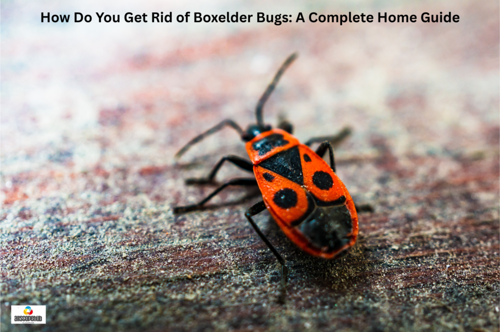 How Do You Get Rid of Boxelder Bugs A Complete Home Guide
