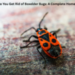 How Do You Get Rid of Boxelder Bugs A Complete Home Guide