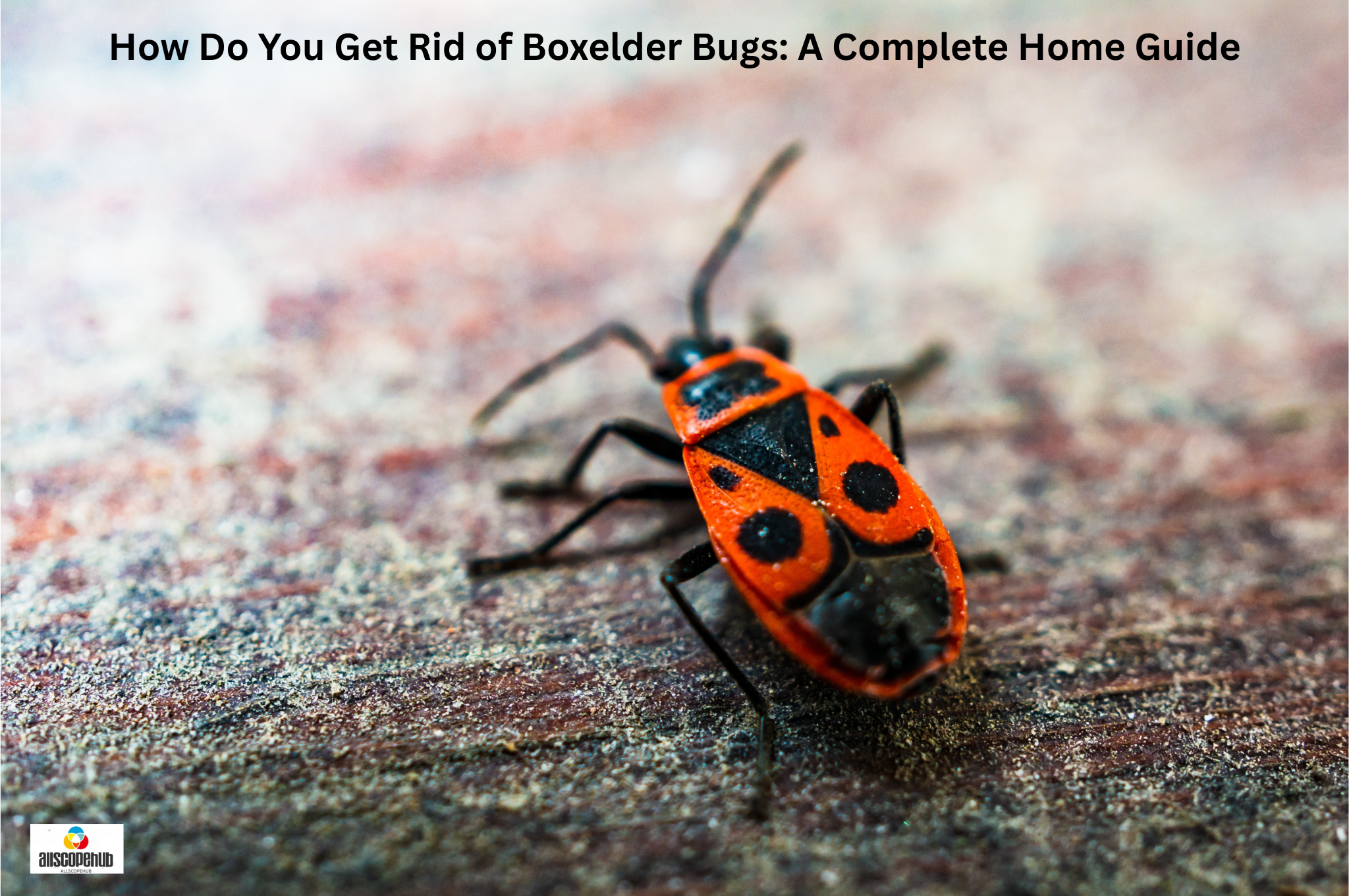 How Do You Get Rid of Boxelder Bugs A Complete Home Guide